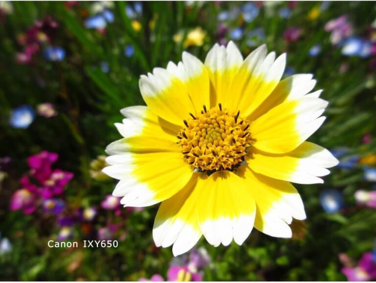 canon ixy 650 compact digital camera review